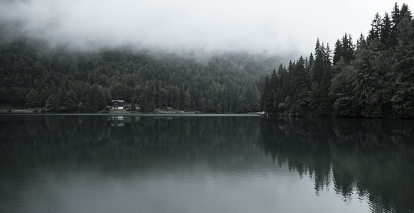 body of water surrounded by trees thumbnail
