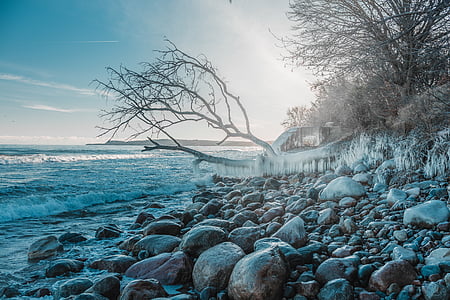 bare tree on shore under blue sky thumbnail