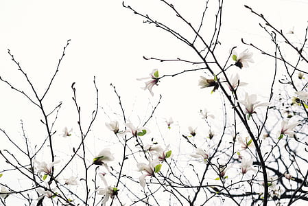 white petaled flowers close-up photo thumbnail