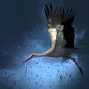 white, gray, and pink long-beak long-legged flying bird in front of clear surface with water dew thumbnail
