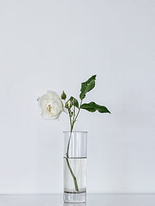 white rose on clear glass vase thumbnail