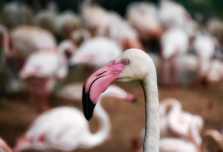 white pelicans thumbnail