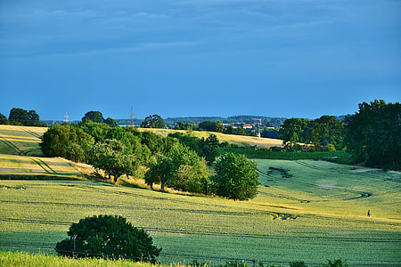 green leafed trees on field thumbnail