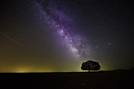 tree under stars thumbnail