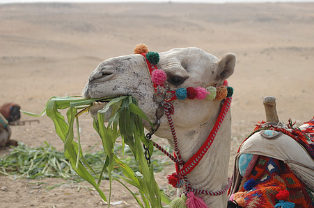 white camel eating grass thumbnail