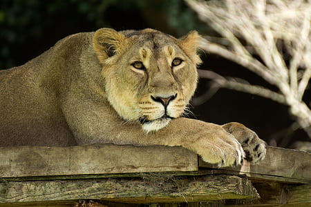 tier lying on brown wood thumbnail