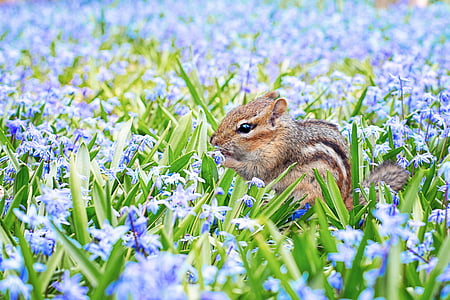 brown squirrel in green leafed plant in shallow focus photography thumbnail