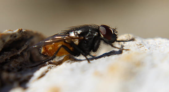 Black Fly on Rock in Macro Photography during Daytime thumbnail