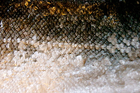 scale, fish, skin, gold, eat, food thumbnail