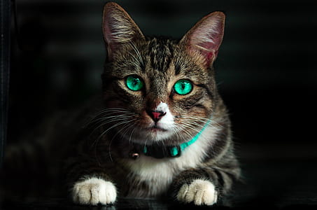 animal, cute, eyes, blur thumbnail