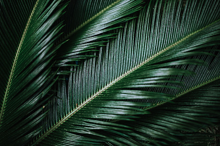 Colorful Exotic Flowers and Greenery thumbnail