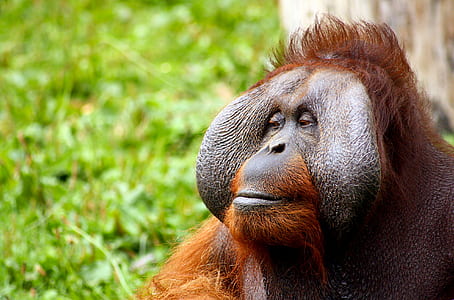 Orangutan photo thumbnail