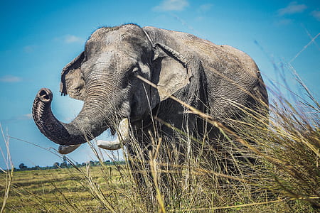 gray elephant walking on grass field thumbnail