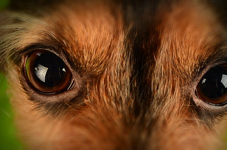 Brown and Black Animal Eyes thumbnail