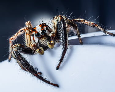 black and red jumping spider thumbnail