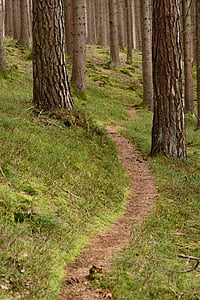 green grass with woods at daytime photography thumbnail