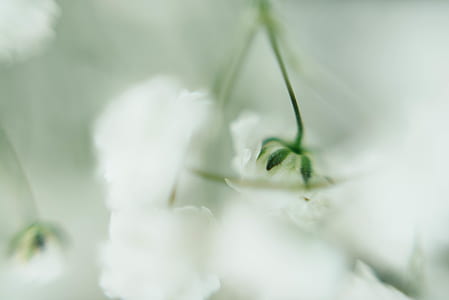 closeup photography of white flower thumbnail