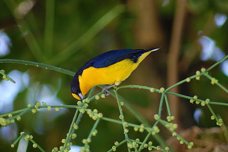 yellow and black bird on tree stem thumbnail