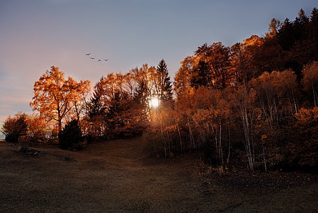 brown leaf trees during daytime photo thumbnail