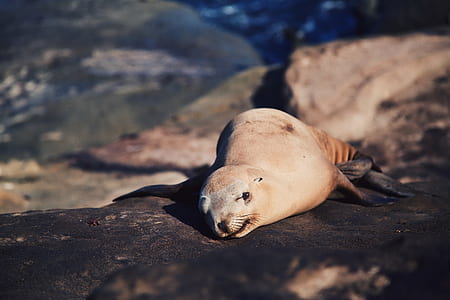 selective focus photography of brown seal thumbnail