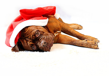 adult red Dogue de bordeaux thumbnail