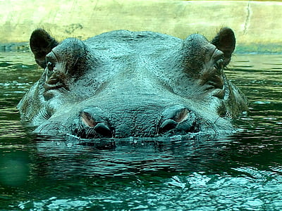 hippopotamus on body of water during daytime thumbnail