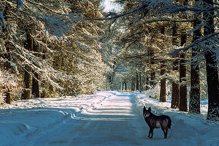 black wolf in the middle of snow fields and pine trees thumbnail