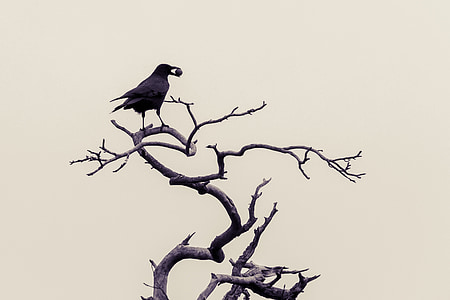 silhouette of bird on top of bare tree thumbnail