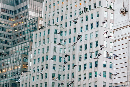 flock of bird flying near white building thumbnail