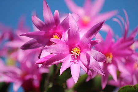 closeup photography of pink orchids thumbnail
