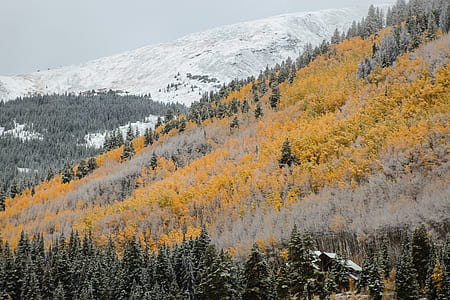yellow and grey tree field on mountain thumbnail