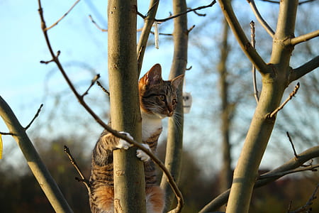 brown cat climbing on tree thumbnail