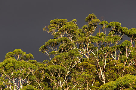 green trees under dark clouds thumbnail