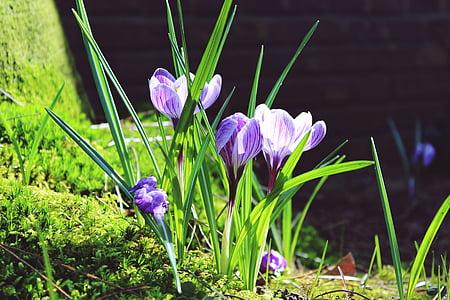 photo of purple-and-white tulip flowers thumbnail