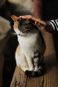 person touching calico cat's head thumbnail