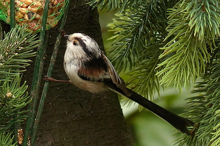 selective focus photography of bird thumbnail