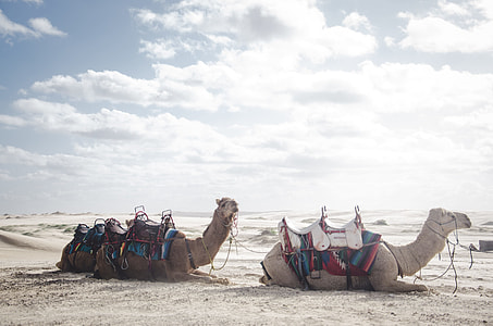 two camels on sands thumbnail
