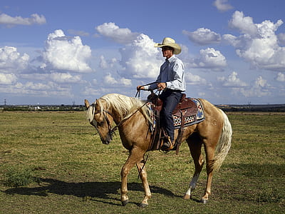man riding a brown horse on a green field thumbnail