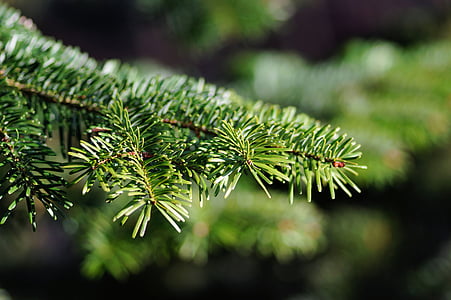 selective focus photography of green leafed plant thumbnail