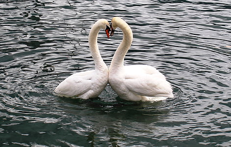 two white swans in calm body of water thumbnail