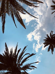 nature, sky, clouds, trees thumbnail