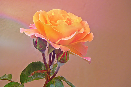 close up photo of yellow petaled flower thumbnail
