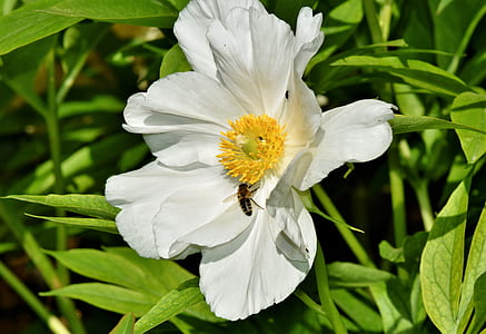 honeybee on white anemone flower thumbnail