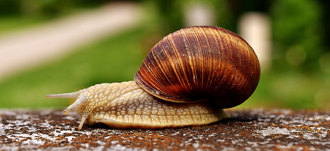 selective focus photography of snail thumbnail