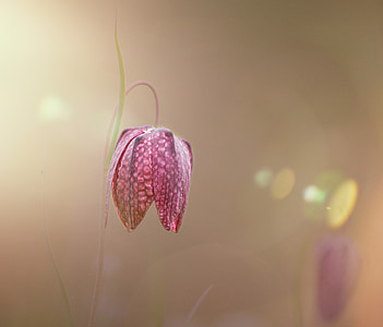 pink flowered plant thumbnail