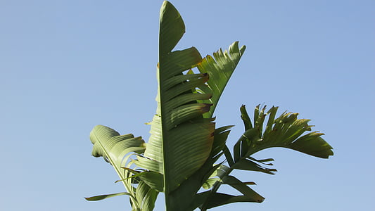 green Banana plant at daytime thumbnail