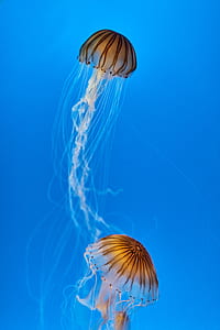 closeup photo of two brown jellyfish against blue background thumbnail