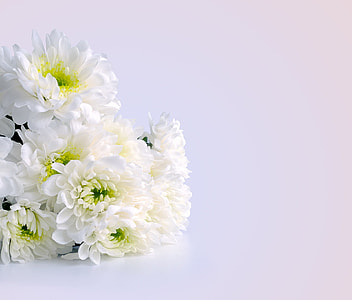 closeup photography of white daisies thumbnail