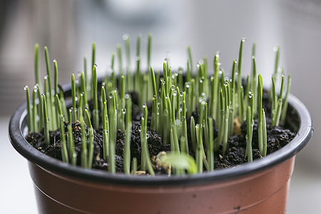 green plant in brown pot thumbnail