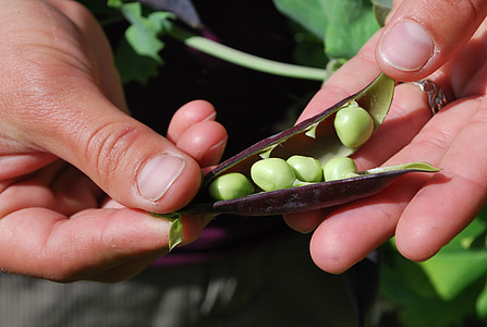 person holding green and purple vegetable thumbnail